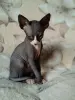 Сфинксики