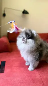 Шпиц девочка
