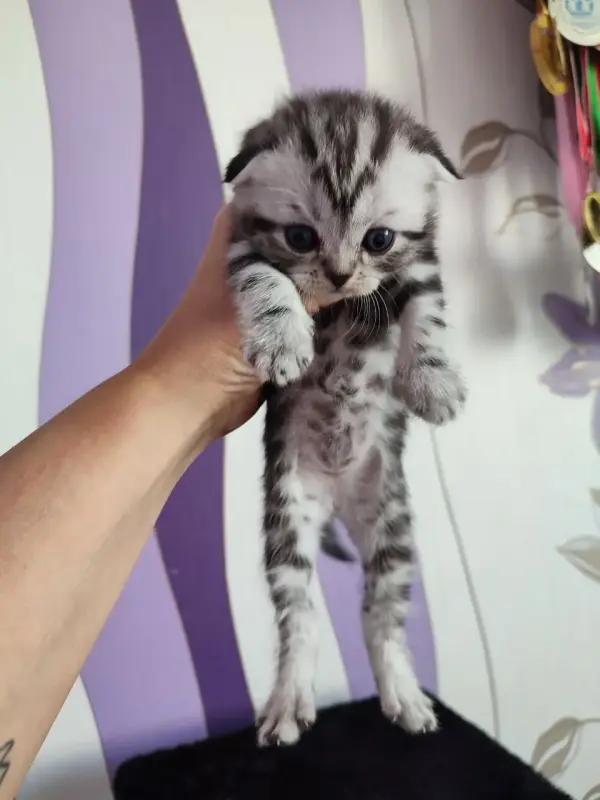 Шотландские котята