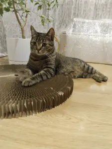Кошка Рысья в добрые руки срочно