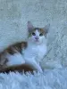 Мейн-Кун котята