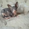 Сфинксики
