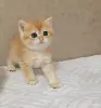 Шотланская девочка