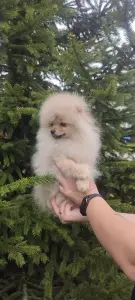 Померанский шпиц, щенки мини мишка