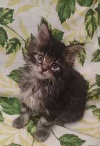 Котята мейн-кун