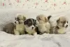 Щенки Вельш корги пемброк