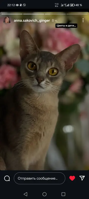 Абиссинские котята