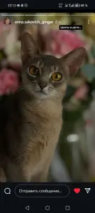 Абиссинские котята