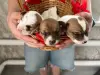 Предлагаются щенки для брони