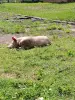 Продам свиней живым весом