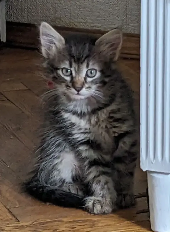 котята