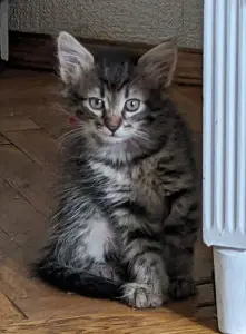 котята