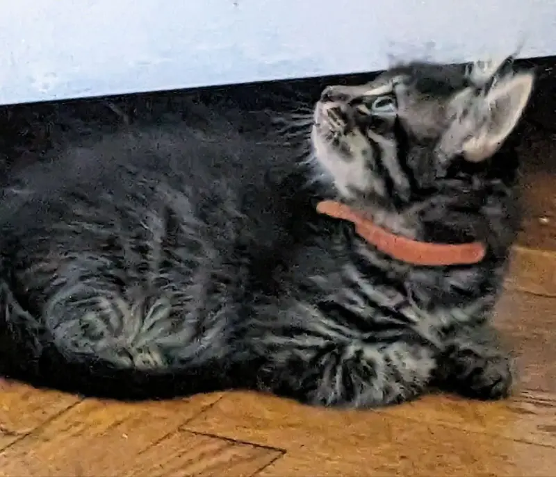 котята