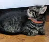 котята