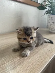 Котята золотая шиншилла - шотландцы