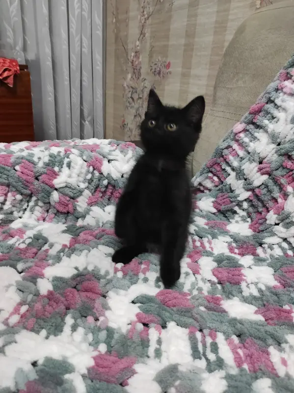 Котята