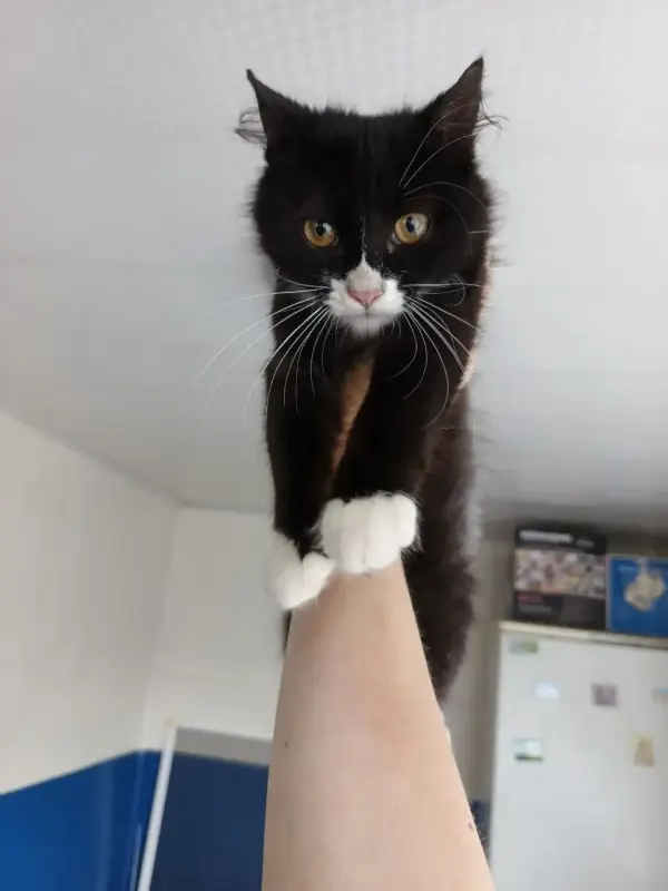 Котенок Мальчишка в ДАР