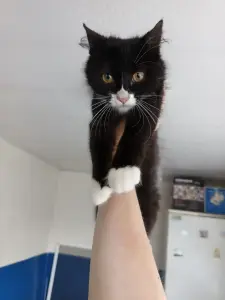Котенок Мальчишка в ДАР