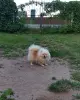 Померанский шпиц щенки мини мишка