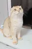 Шотландский вислоухий мальчик