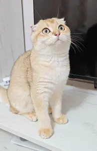 Шотландский вислоухий мальчик