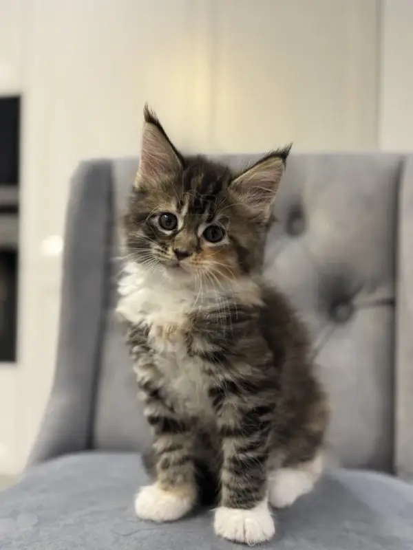 Котята чистокровные Мейн Кун