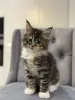 Котята чистокровные Мейн Кун