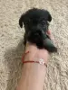 щенки цвергшнауцера