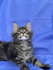 Мейн-Кун котята