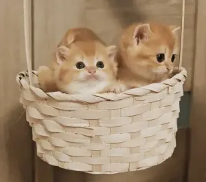Шотланская девочка