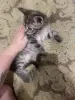 Котята в дар