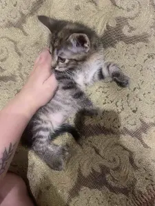 Котята в дар