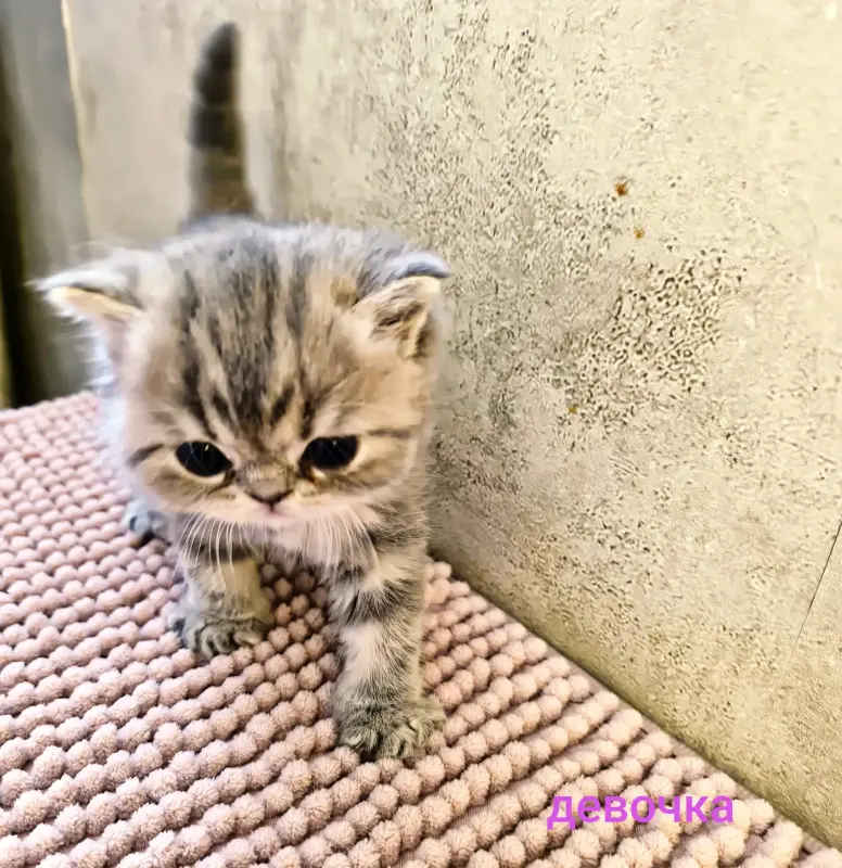 Котята