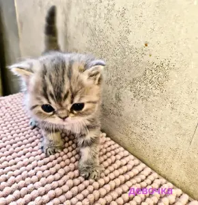 Котята