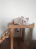 Шотландские чистокровные котята