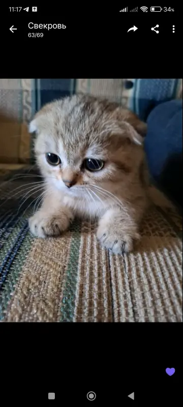 Шотландскиекотята