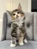 Котята чистокровные Мейн Кун