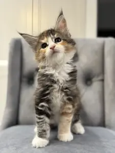 Котята чистокровные Мейн Кун