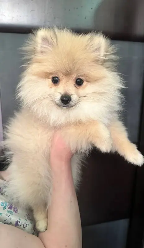 Померанский шпиц мини мальчик