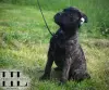 Бульмастиф щенок из племенного питомника