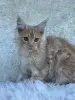 Мейн-Кун котята