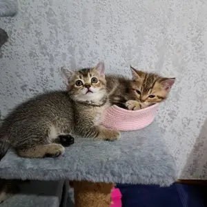 Котята