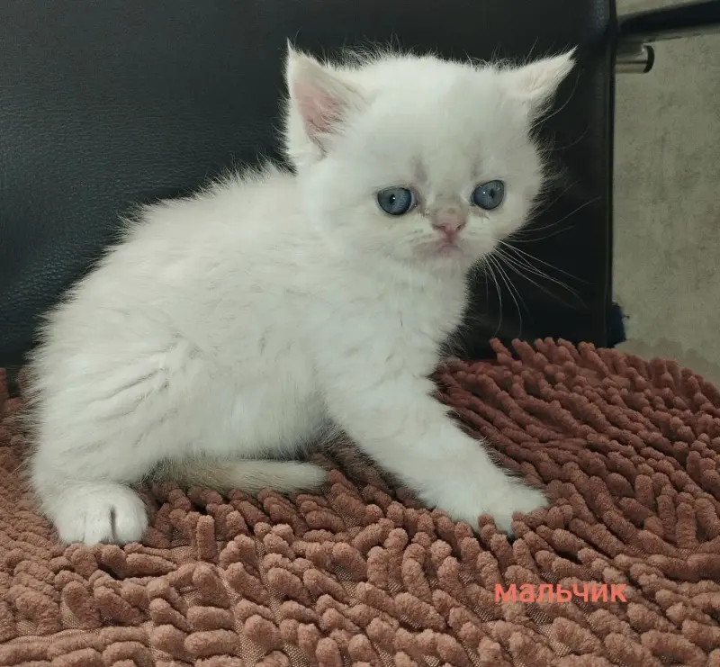Котята