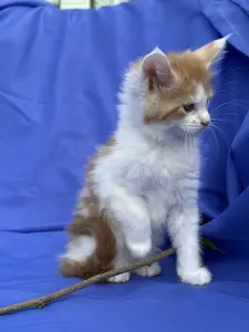 Мейн-Кун котята