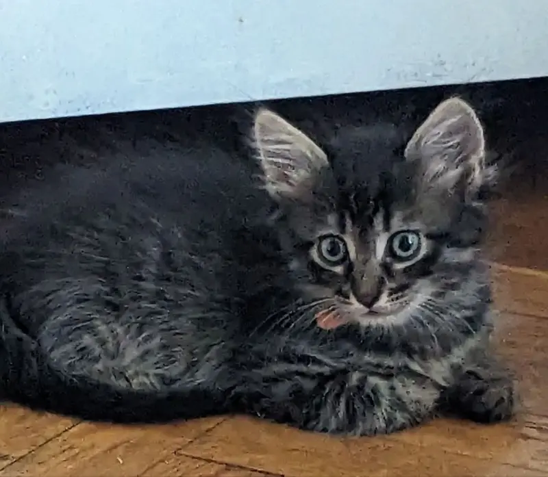 котята
