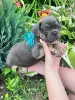 Французский бульдог
