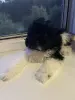 Миниатюрный пудель