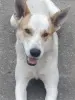 Собака в дар