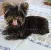 Йоркширский терьер