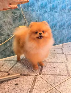 Шпиц шикарный мишка.
